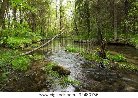 River In Forest