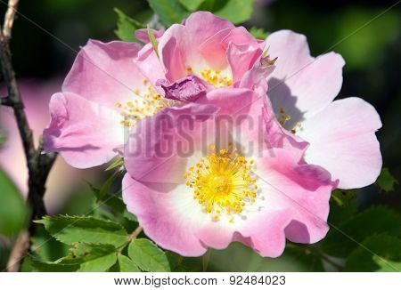 Beautiful Pink And Yellow Flower Of Dog-rose