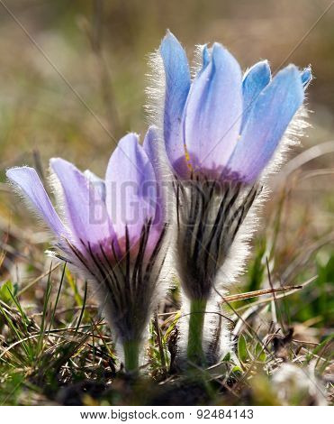 Blue And Yellow Early Springy Flower Of Pasqueflower