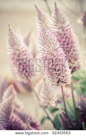 Ptilotus Exaltatus (joey) Flower