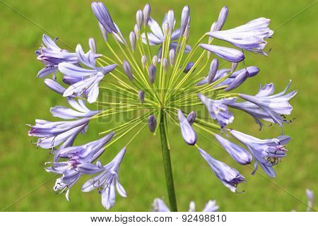 Lily of the Nile,African Lily