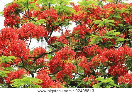 Red flowers of Royal Poinciana Flame Tree