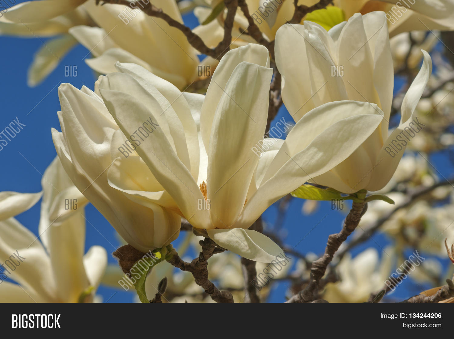 Ivory Chalice Magnolia Image & Photo (Free Trial) Bigstock