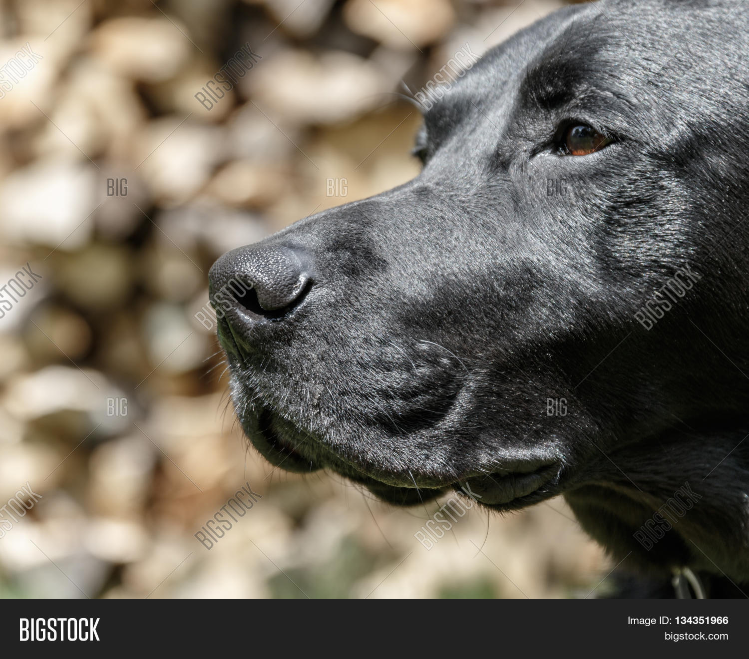 Head Black Labrador Image & Photo (Free Trial) Bigstock