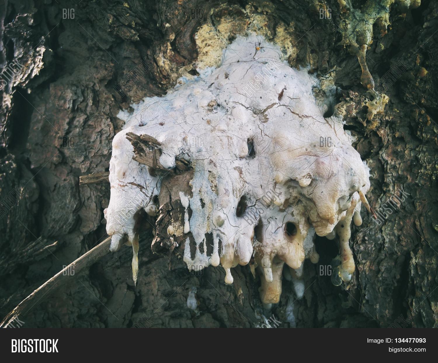 Tree Sap Oozes Trees Image & Photo (Free Trial) Bigstock