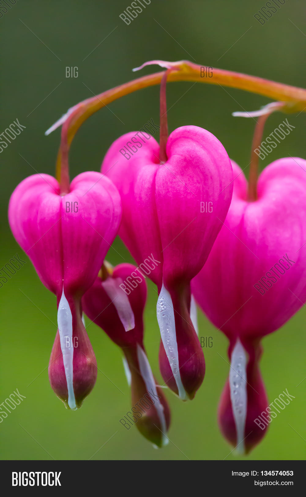 Blooms Bleeding Heart Image & Photo (Free Trial) Bigstock