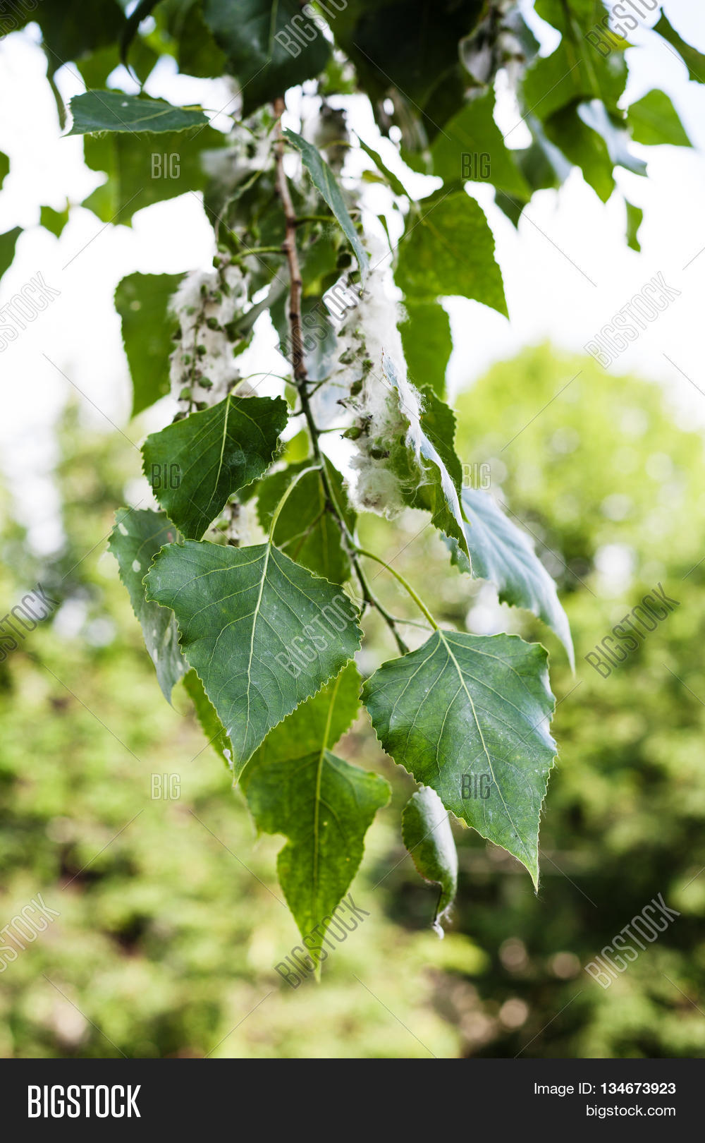 Leaves Poplar Tree Image & Photo (Free Trial) Bigstock