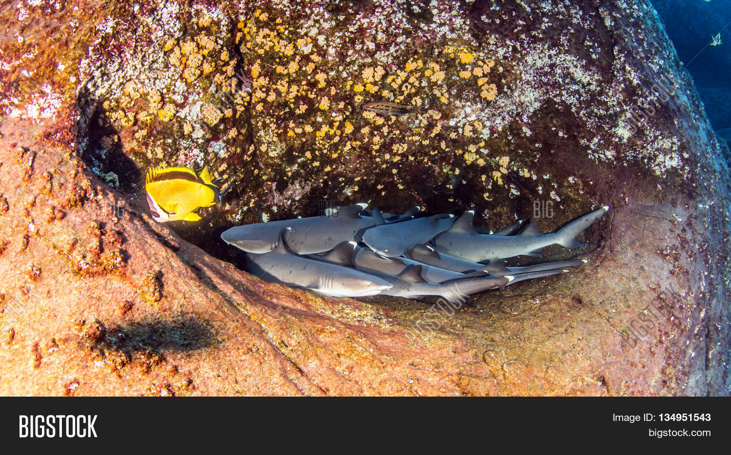 White Tip Reef Sharks Image & Photo (Free Trial) | Bigstock