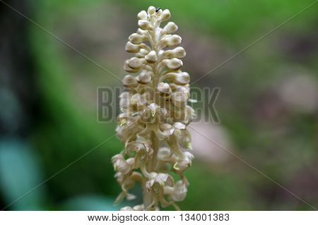 Macro photo of birds-nest orchid (Neottia nidus-avis) flowers a colorless parasitic and non-photosynthetic wild orchid.