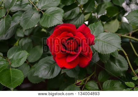 winding garden rose with red velvet flower and green leaves
