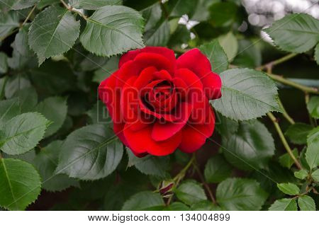 winding garden rose with red velvet flower and green leaves