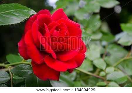 winding garden rose with red velvet flower and green leaves