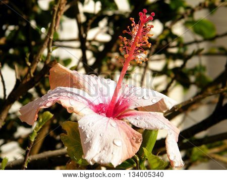 Hibiscus isolated after the rain in Or Yehuda Israel