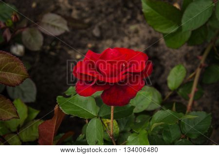 winding garden rose with red velvet flower and green leaves