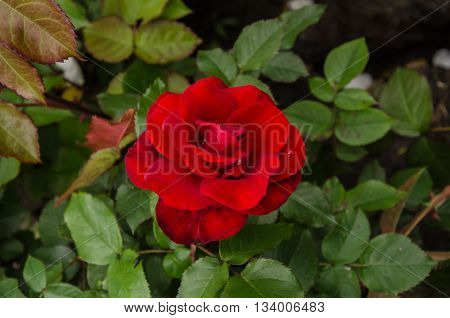 winding garden rose with red velvet flower and green leaves