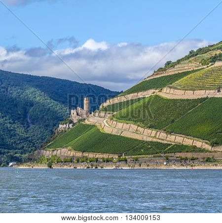 Ehrenfels Castle In The Vineyards Of The Rhine Valley