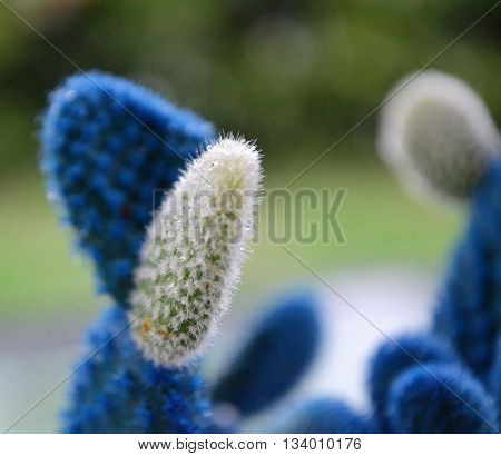 Blue and Green Macro and Close Up of a Cactus