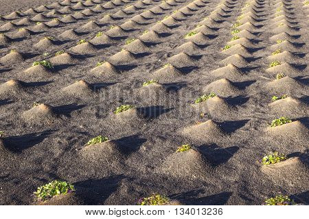 Pattern Of Field With Vegetables Growing On Volcanic Earth
