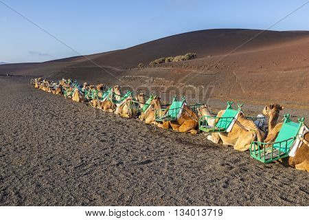 Camels At Timanfaya National Park In Lanzarote Wait For Tourists