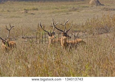 Spotted Deer Looking for Tigers in Kanha National Park in India
