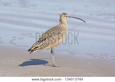 Long-billed Curlew on the Shore in the Padre Island National Seashore on the Gulf Coast of Texas