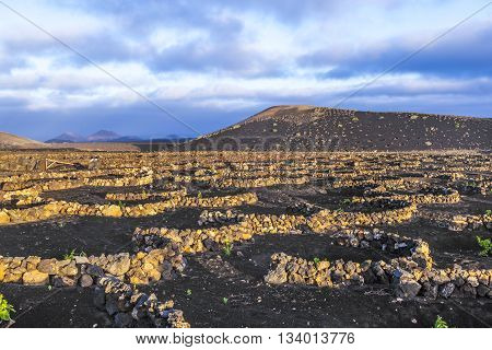 Beautiful Grape Plants Grow On Volcanic Soil In La Geria
