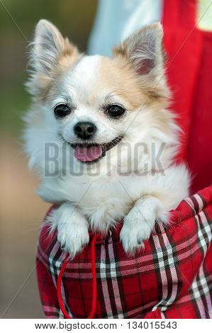 chihuahua dog  ready for travel in red bag close-up in evening sunlight