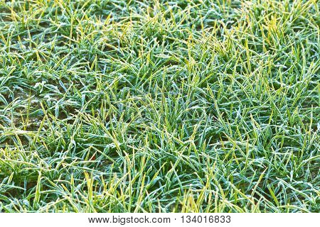 Frozen Grass At The Meadow