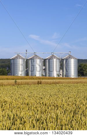 four silver silos in corn field under blue sky