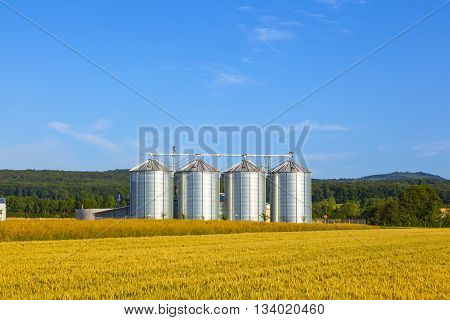 four silver silos in corn field under blue sky