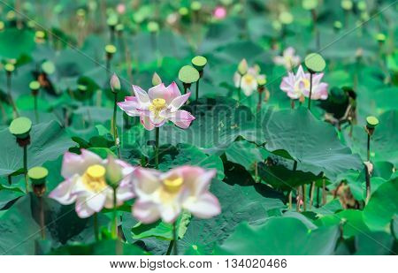 Blooming lotus flower in a field with pink petals blooming beautifully, surrounded by calyx prepare for lotus seeds for food, this idyllic rustic flowers in countryside very beautiful Vietnam