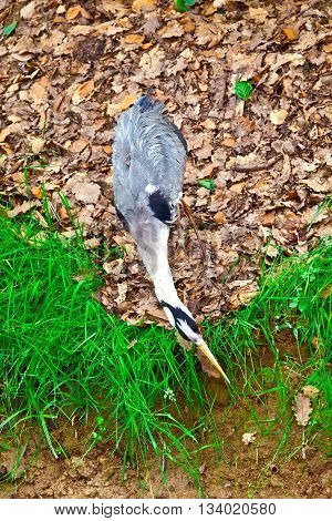 Grey Heron standing in the meadow by some water.