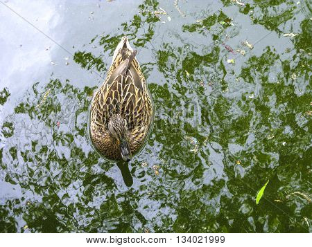 duck swims in the lake with reflection of trees in water