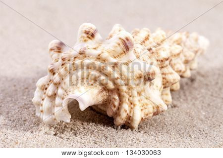 sea shell of auger snail lying on the sand close up.
