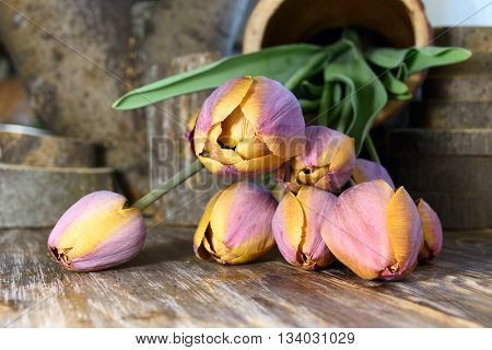 Bouquet of tulips unusual color on a wooden table. Closeup