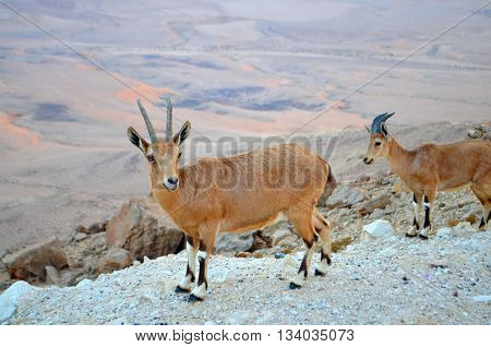 Mountain goats on the slopes of the crater Makhtesh Ramon, Israel.