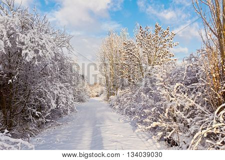 trees in winter in snow with snow covered street
