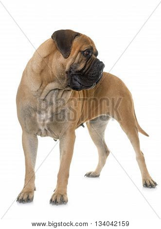 bull mastiff in front of white background