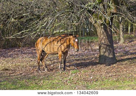Horses On A Meadow Under A Tree