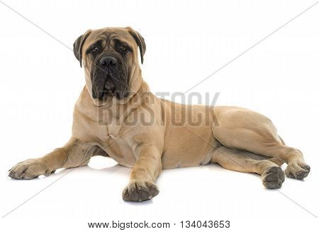 young bull mastiff in front of white background