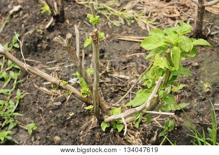 Tree Basil (Ocimum gratissimum) in Thailand (Ocimum gratissimum)
