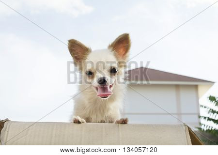 White Chihuahua With Skyl Background