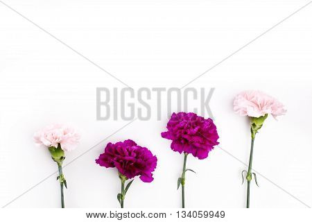 Pink and purple gillyflowers on the bottom of white background