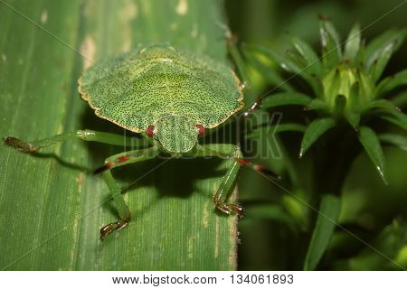 Shield Bug On A leaf. Extreme close up shoot. Hemiptera