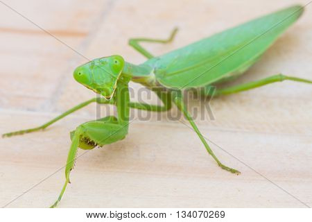 closeup green praying mantis on wooden background. Mantis religiosa. Selective focus