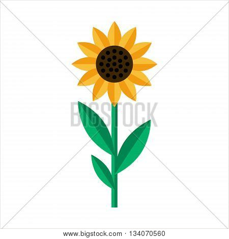 Sunflower icon isolated. Flat Sunflower on white background
