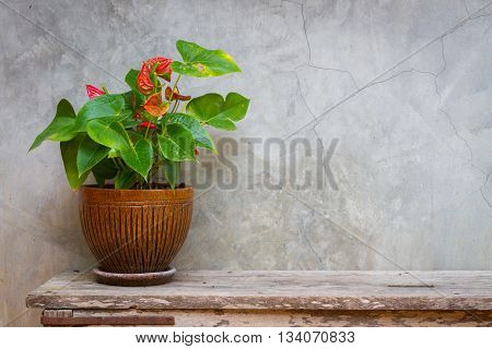 Laceleaf in flowerpot on wooden background texture with space copy.