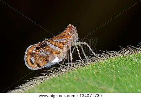 beautiful color leaf hopper resting on a green leaf
