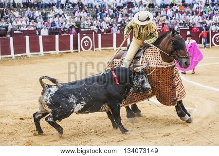 Ubeda Spain - October 3 2010: Picador bullfighter lancer whose job it is to weaken bull's neck muscles in the bullring fo Ubeda Jaen province Spain