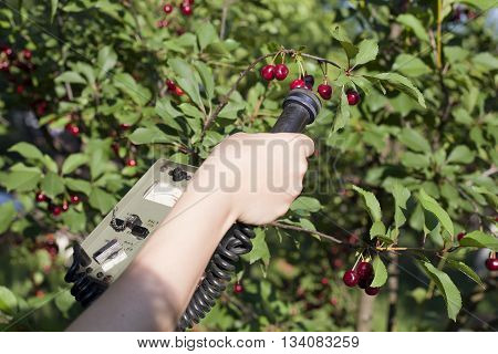 Measuring radiation levels of cherry in the orchard